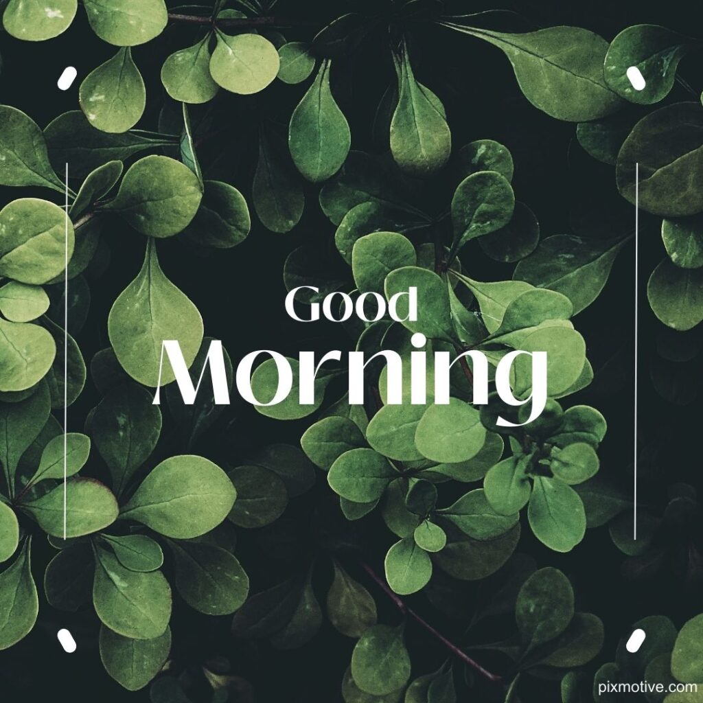 Good morning in dark green plant background